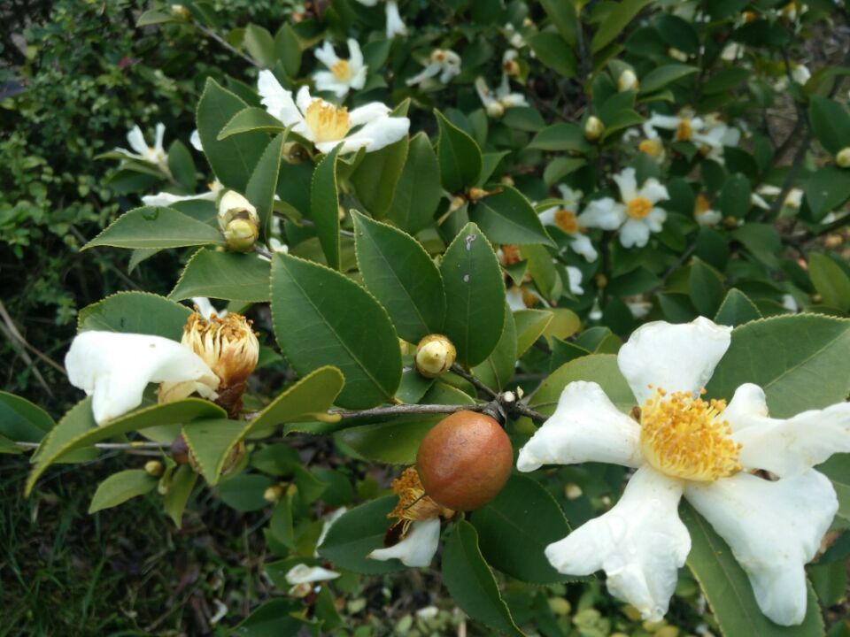 野生山茶油 健康植物油非转基因 茶籽油 1.5l单瓶装