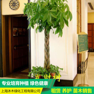 发财树上海办公室租赁 租摆室内绿化盆栽植物花卉盆景