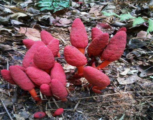 鹿仙草提取物 全水溶 喷雾干燥粉 斯诺特生物