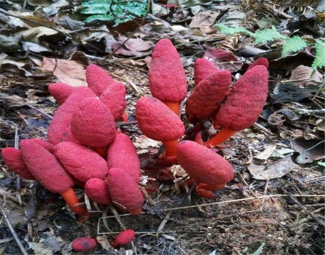 鹿仙草提取物全水溶喷雾干燥粉斯诺特生物