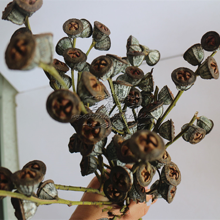 【尤加利果】天然干果 真花 白桉树果云南基地厂家直销 特价批发