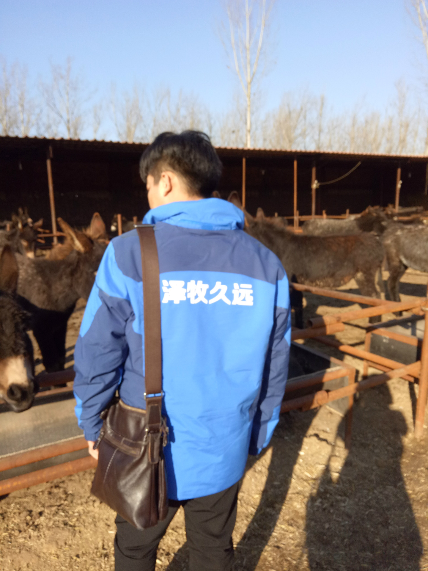 泽牧久远肉驴饲料怎么买