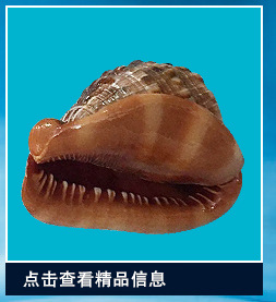 菲律宾贝沙粉砂螺贝微贝贝壳芋螺宝螺笋螺酸浆贝红色赤疆贝可单选