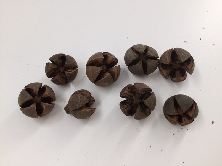 十字果开口笑开心果diy手工材料饰品 花礼盒装饰配材十字果