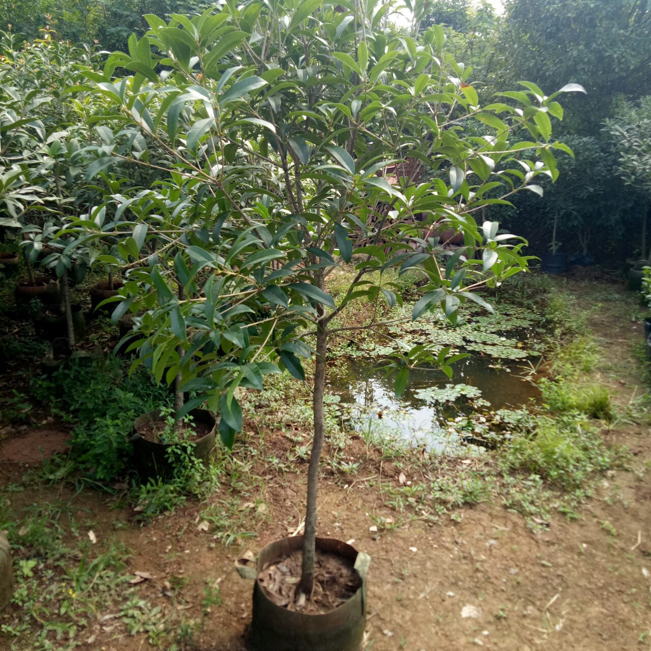 桂花盆栽庭院阳台植物八月桂花树浓香型喜阳红花丹桂沉香桂批发