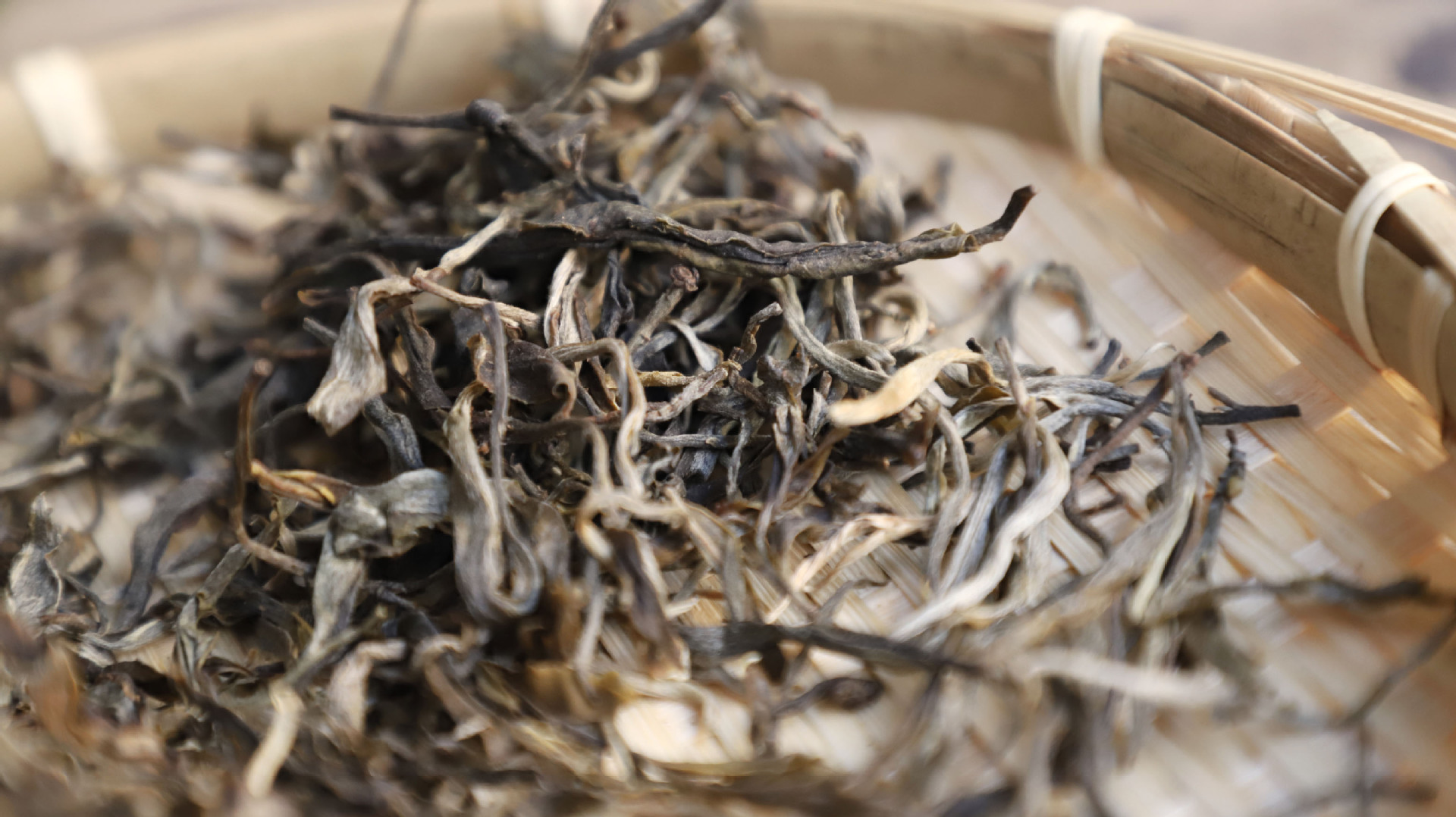 普洱茶批发 2017年300年曼松古树纯料头春茶散茶生茶 厂家直销