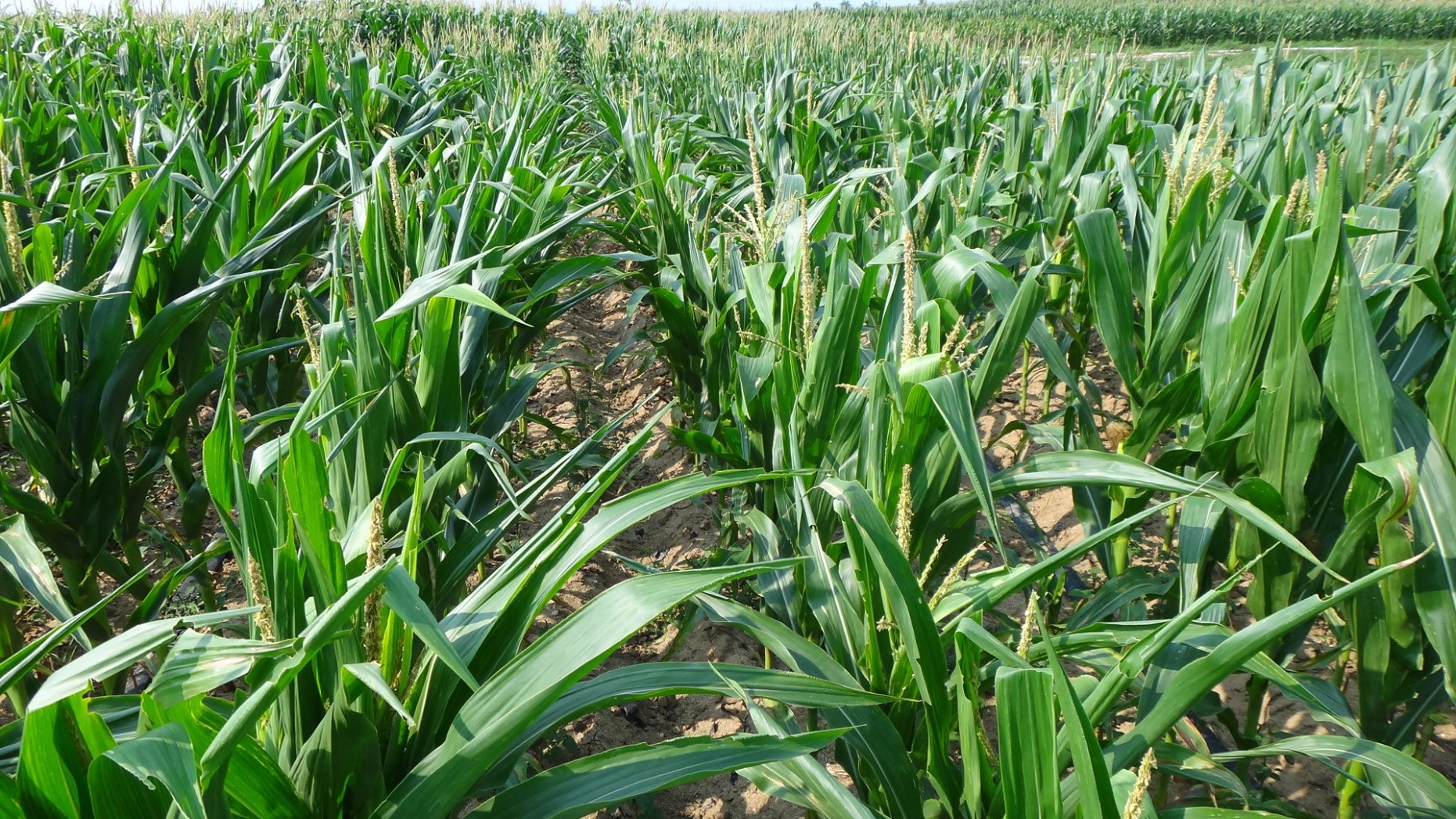 牧草墨西哥玉米草子种玉米草鸡鸭鹅牛羊爱吃量大从优