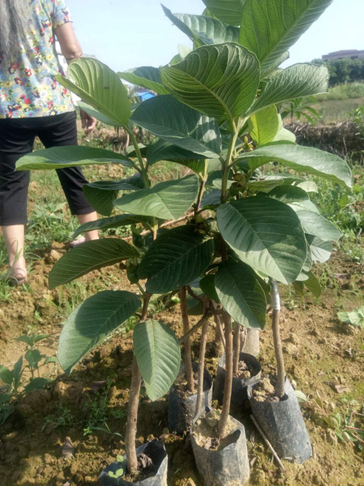红宝石芭乐果树苗 嫁接 番石榴 果树苗 南北方种植果苗 四季结果