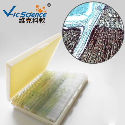 地钱孢子体纵切 生物切片 植物类 苔癣类 显微镜用