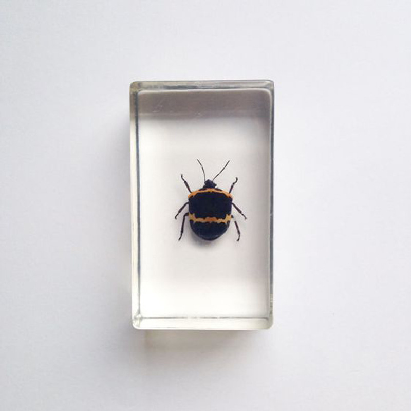 高透明树脂水晶胶工艺品昆虫标本摆件水晶胶内埋真实昆虫标本tm