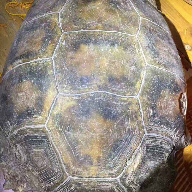 厂家供应天然野生山龟手串黄金甲山龟壳圆珠单圈佛珠男女手链