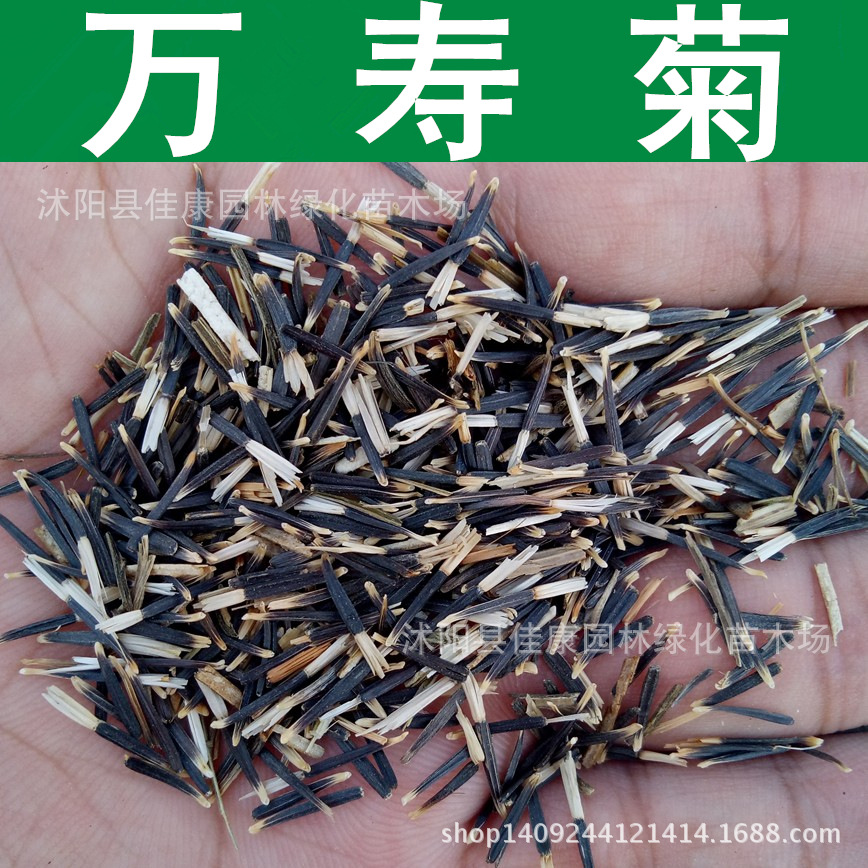 草花种子 万寿菊种子 金菊花 臭芙蓉 万寿灯蜂窝菊种子 1件=1斤