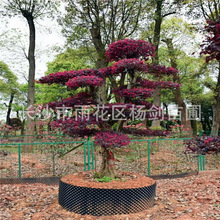 批发红花继木桩15cm16cm18cm造型红花继木 树桩景观 价格实惠