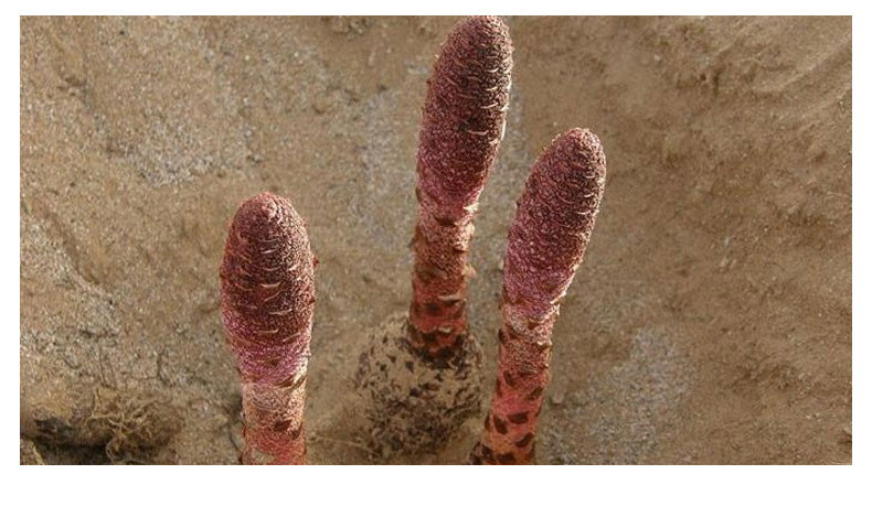 天然野生原生态正宗内蒙古产地直供优质锁阳500g/袋散装药食同源