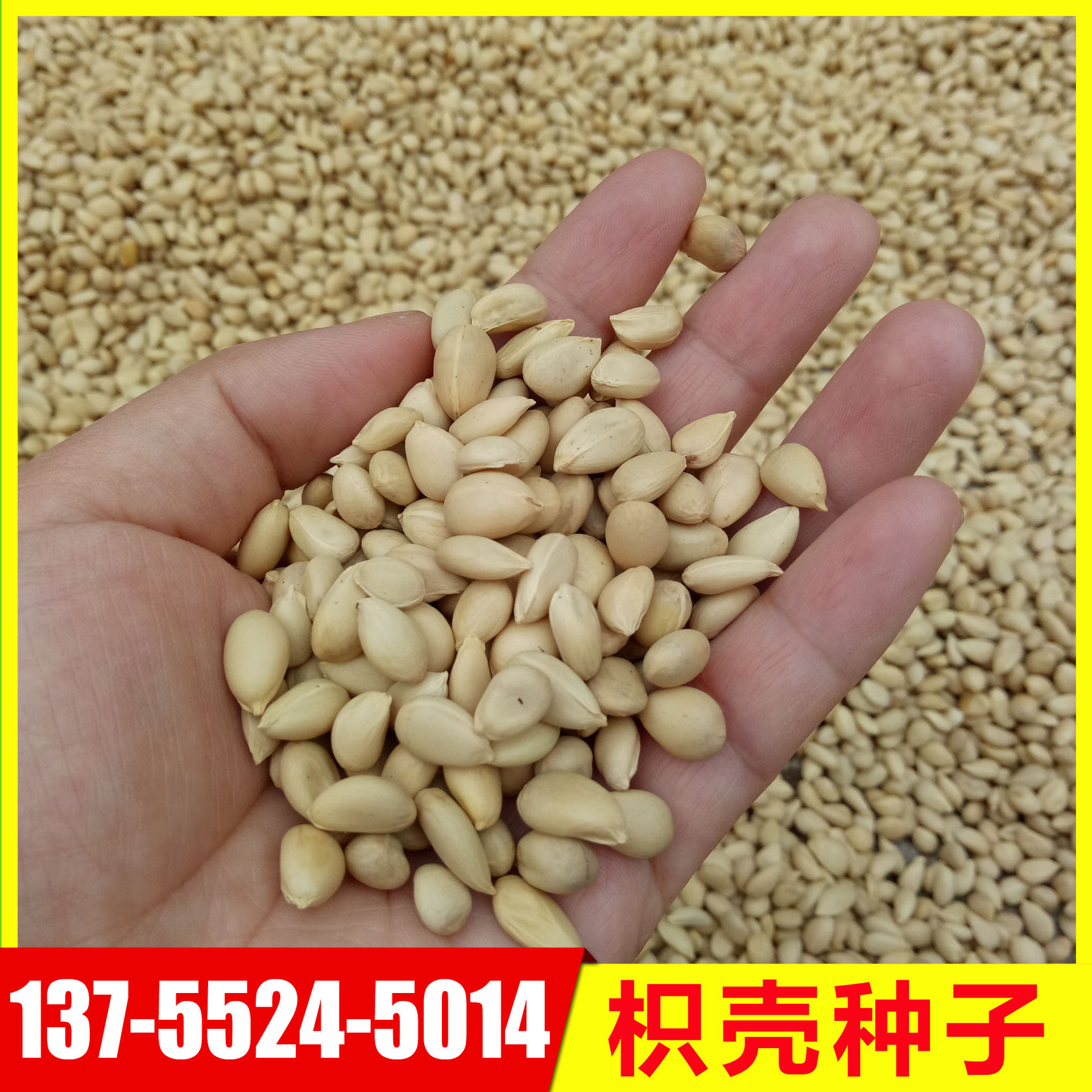 供应枳壳种子枸橘种子香橙红橘酸柚香泡嫁接果树砧木果树种子