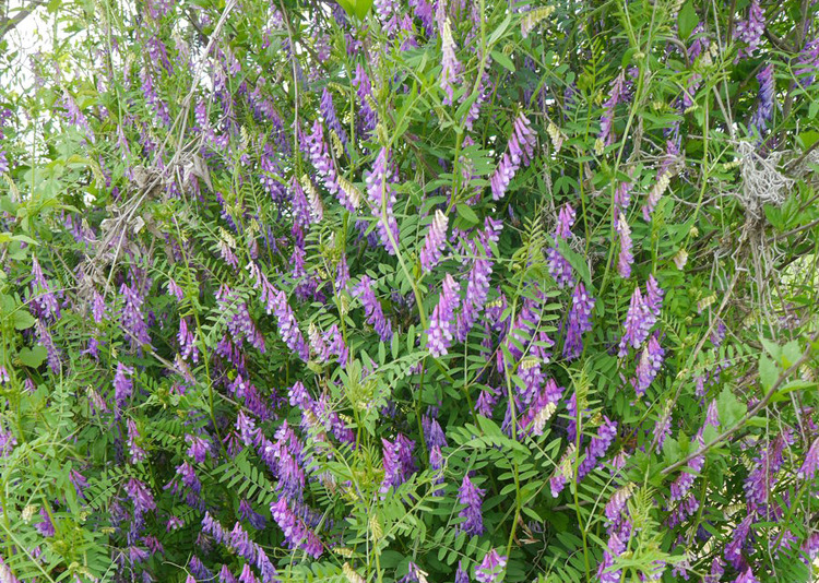 经济营养作物毛苕子种子蓝花草光叶自紫苕子毛野豌豆绿肥蜜源植物