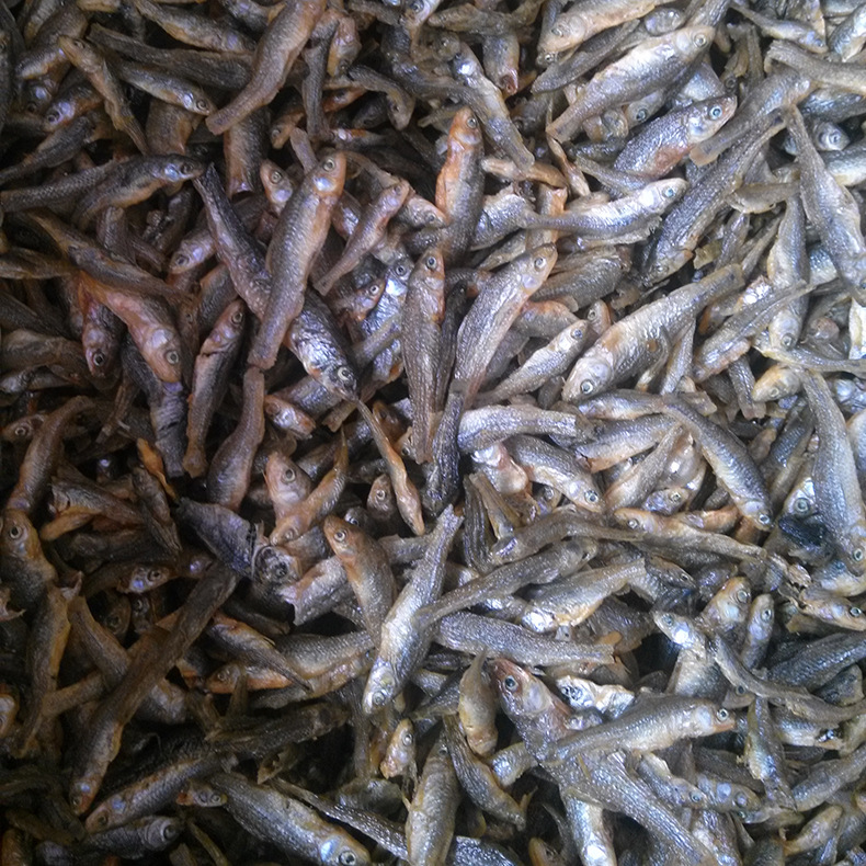 现货供应鲜鱼火焙嫩子小鱼仔肉制品 火焙鱼美味小鱼