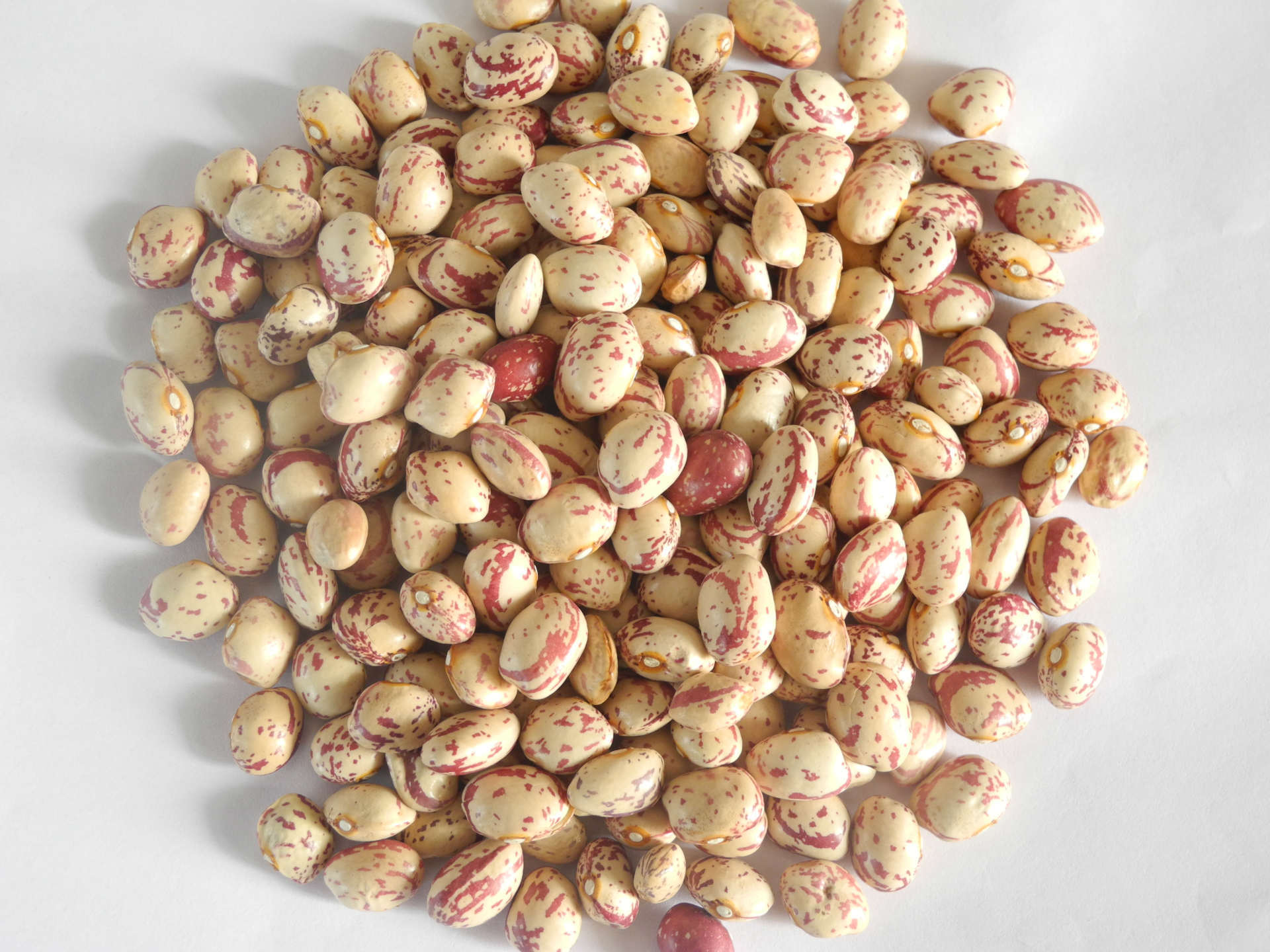 2019长奶花芸豆,圆奶花芸豆,出口级人工挑选圆奶花芸豆厂家直供