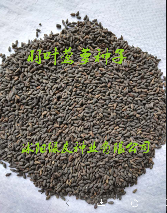 批发攀藤植物,茑萝种子种子 羽叶茑萝种子