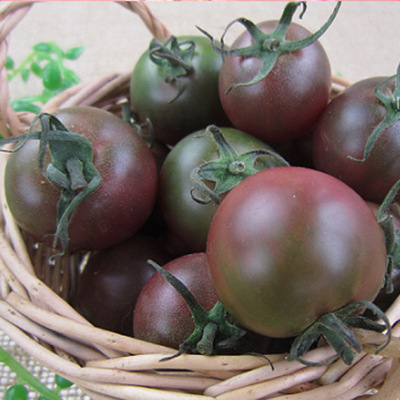 巧克力番茄种子春季秋季蔬菜水果番茄种子特别好吃香甜沙瓤多汁