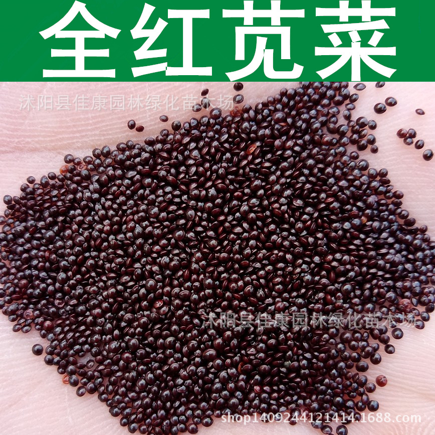 蔬菜种子 正宗全红苋菜种子 红菜 大红苋菜种子 红苋菜籽 汉菜