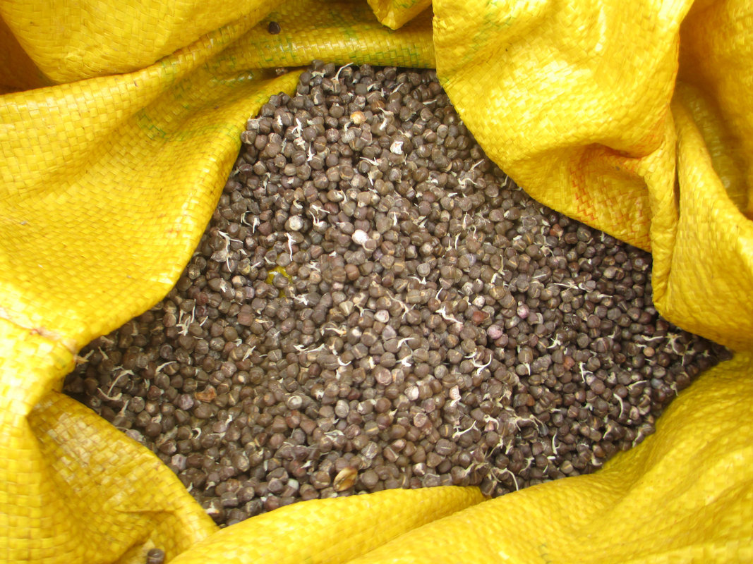 砂仁种子基地供应批发 高发芽率香料砂仁种子砂仁提取物 药材种子