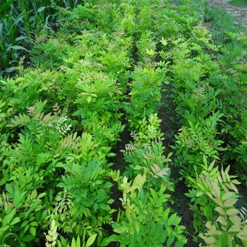 批发紫藤苗 山东1-3公分紫藤苗价格 日本紫藤苗