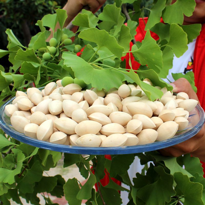 供应鲜银杏果白果500克