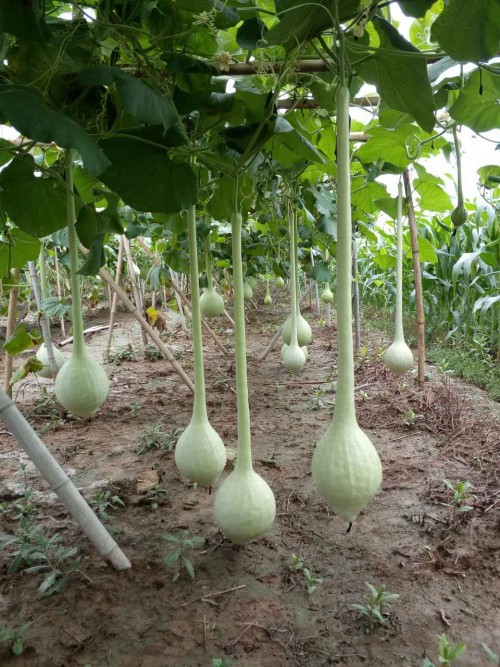 长柄油锤葫芦种子天鹅鹤首葫芦种籽大葫芦庭院景区观赏苹果葫芦孑