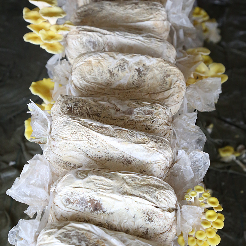 厂家大量 加工培育榆黄菇菌包 榆黄菇菌包菌棒蘑菇菌包