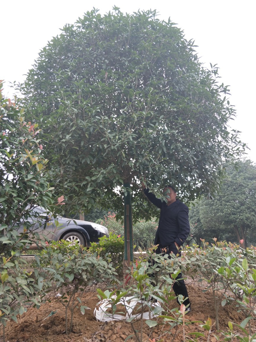 高杆桂花树 - 阿里巴巴商友圈