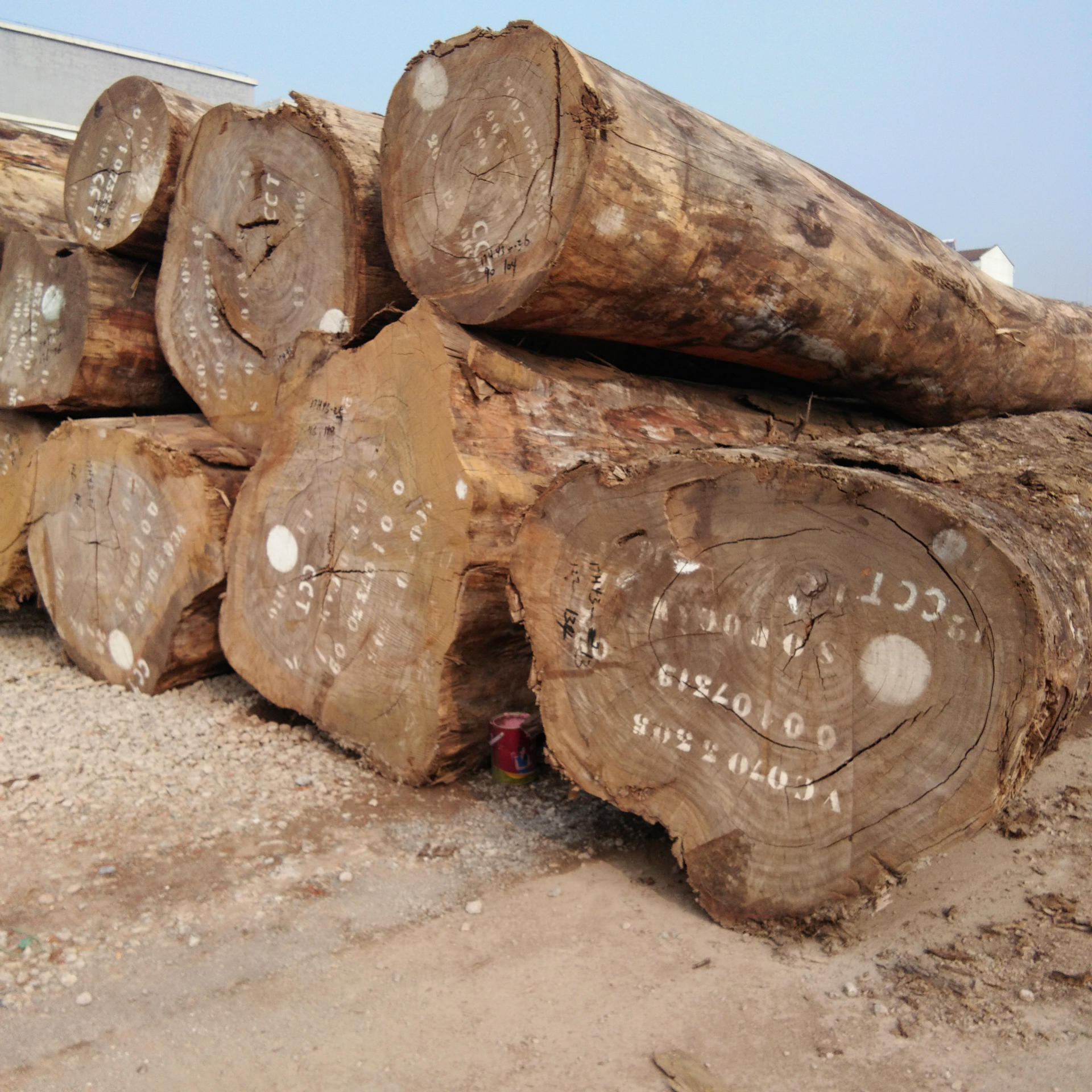 张家港原木 黄玫瑰 非洲黄花梨 现货供应 价格优惠