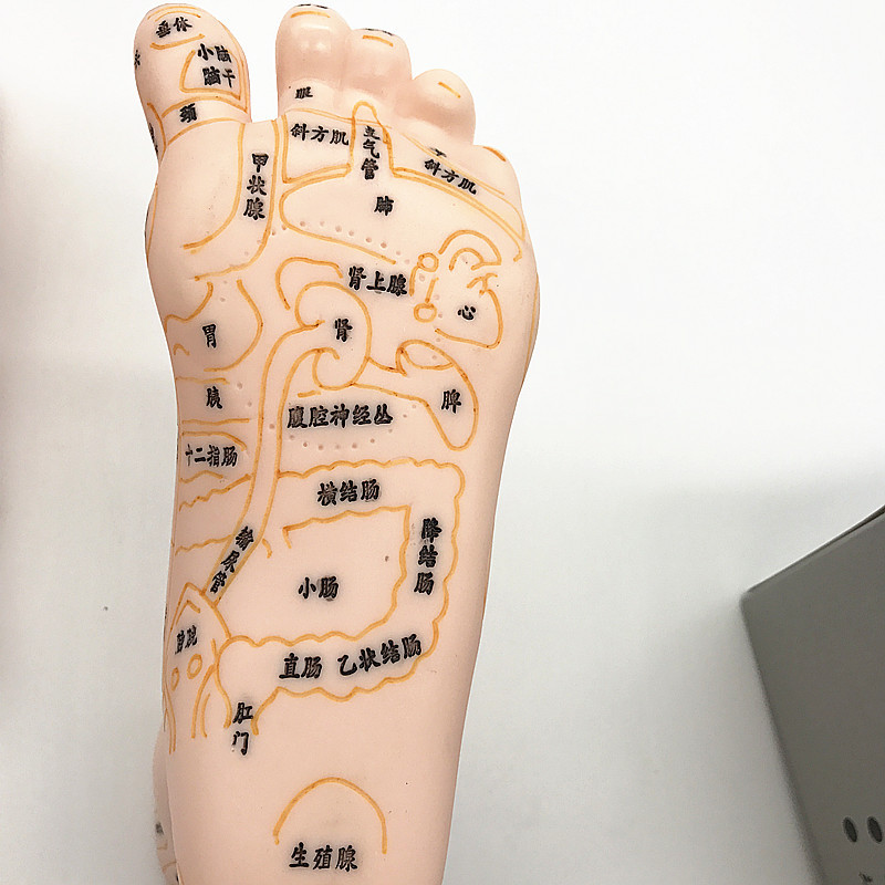 刻字足底穴位模型脚模刻字足模19cm足部反射区按摩足疗推拿批发