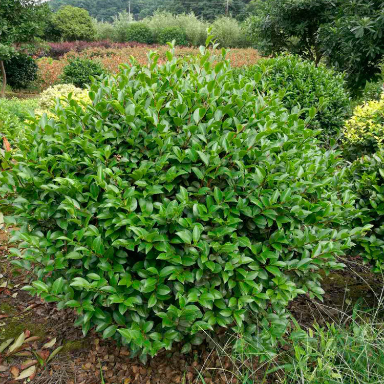 长期供应精品茶梅球 园林工程绿化树苗 湖南茶梅球价格 规格齐全