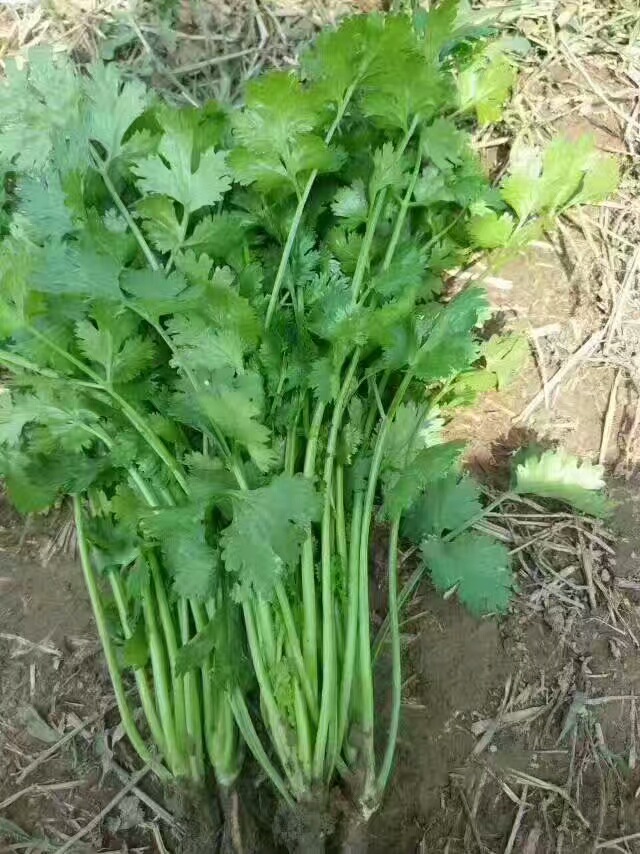 一斤 意大利四季耐抽苔香菜种子 芫荽种子 耐热耐寒 蔬菜种.