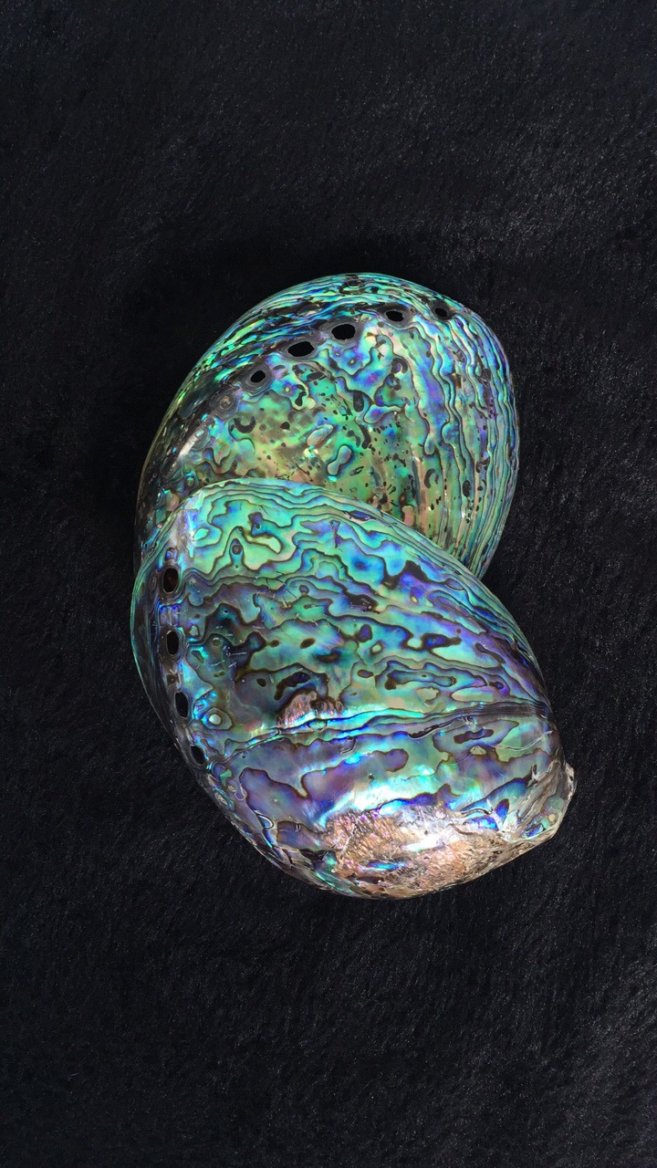 天然鲍鱼壳大量供应 澳洲黑边鲍贝壳原材料 鲍鱼壳 批发