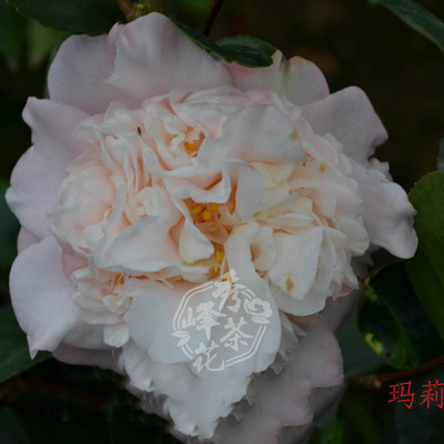 玛丽费瑟 2-3年小苗 10-30公分茶花品种苗 名优品种苗批发
