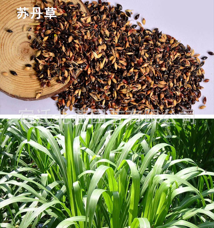 牧草种子黑麦草籽玉米草苏丹草紫花苜蓿高丹草菊苣甜高梁四季养殖