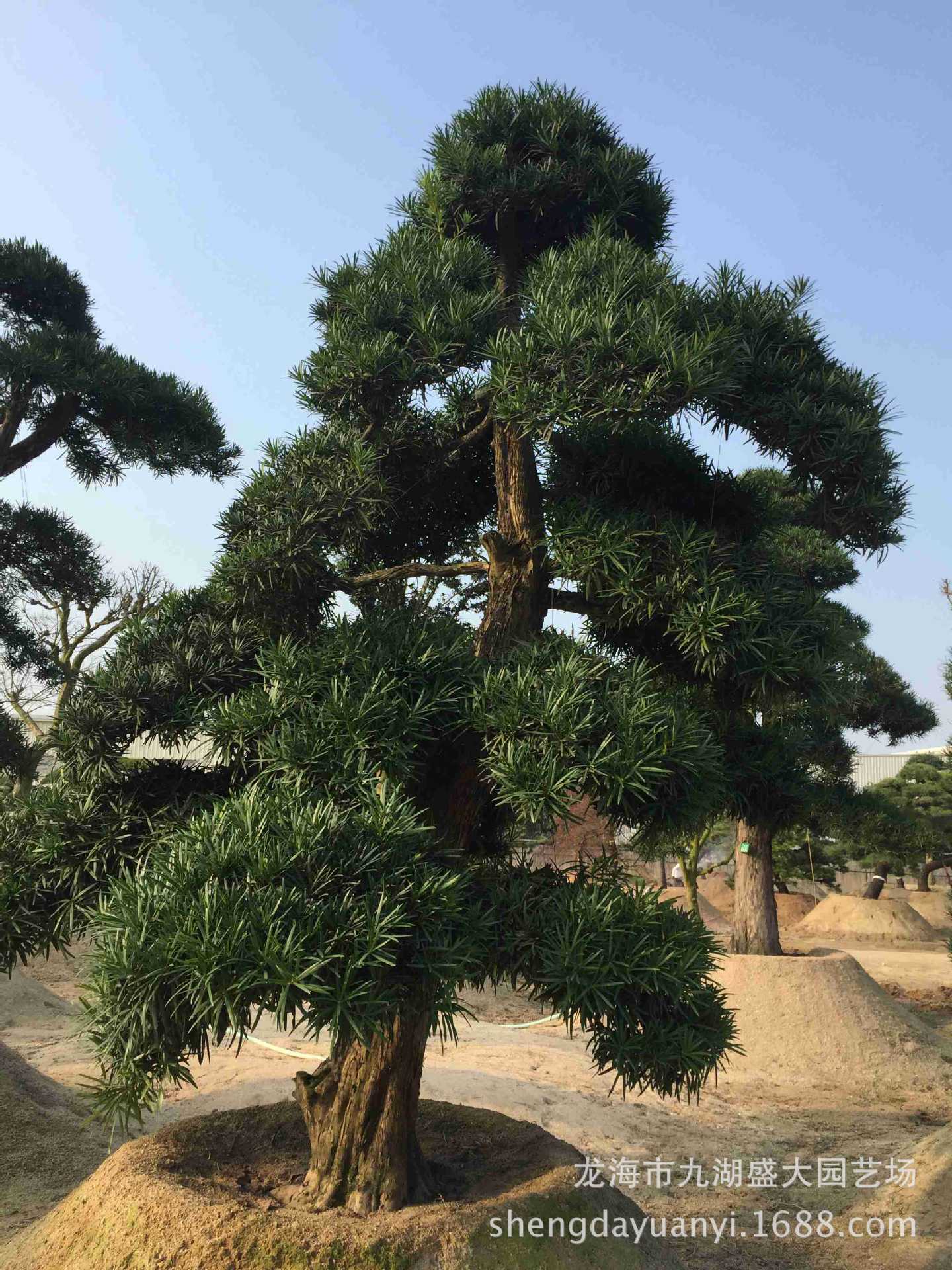 福建批发国产罗汉松 别墅迎客松 造型罗汉松 本地罗汉松树价格