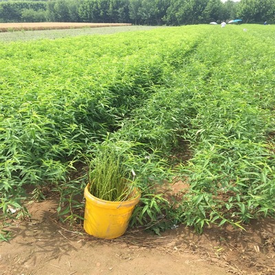 黄金蜜桃树苗产地 黄金蜜1号桃树苗基地 黄金蜜桃树苗多少钱一棵