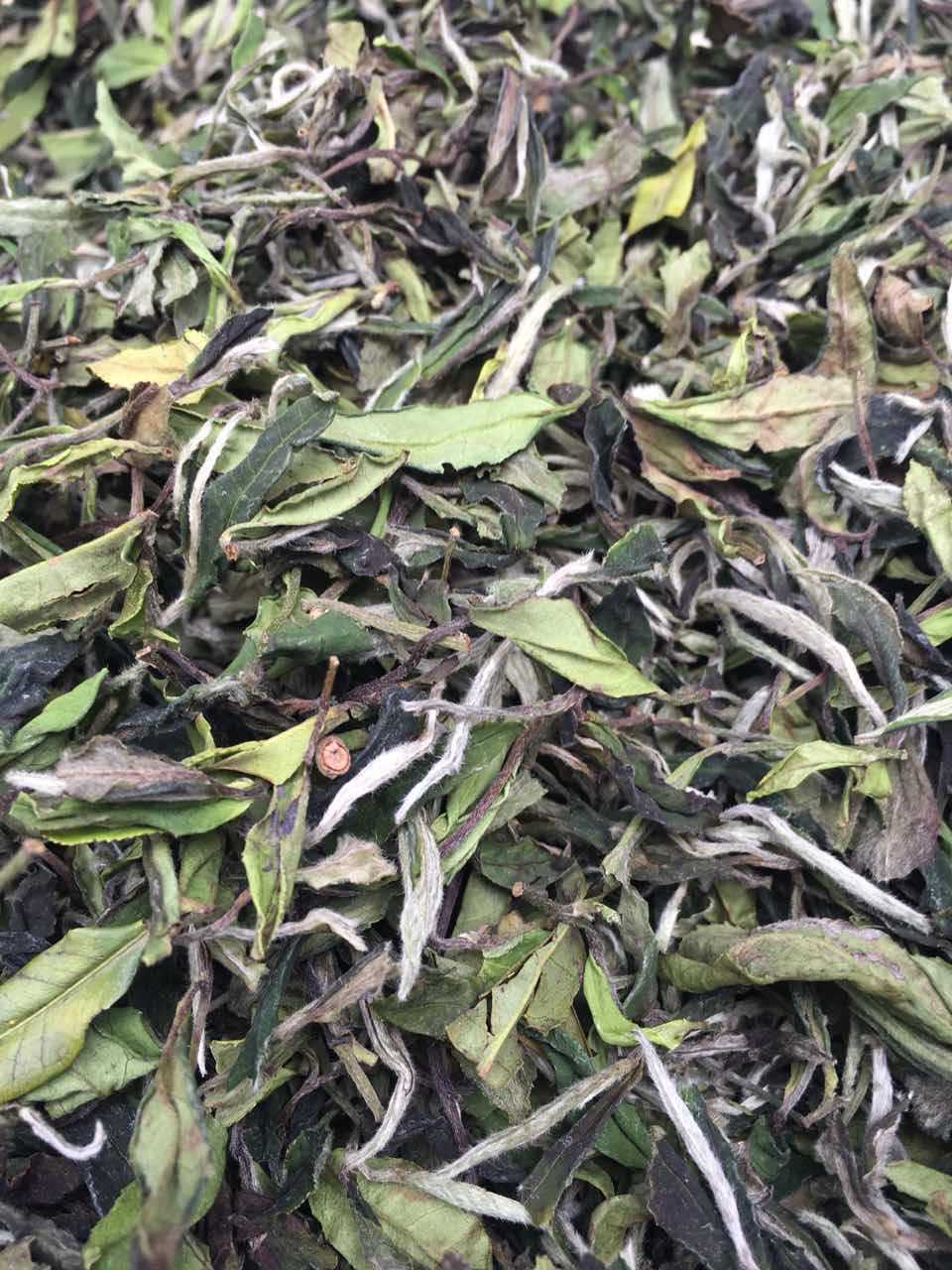 2017荒山野生白牡丹散茶500g 福鼎日晒荒山白茶白牡丹批发