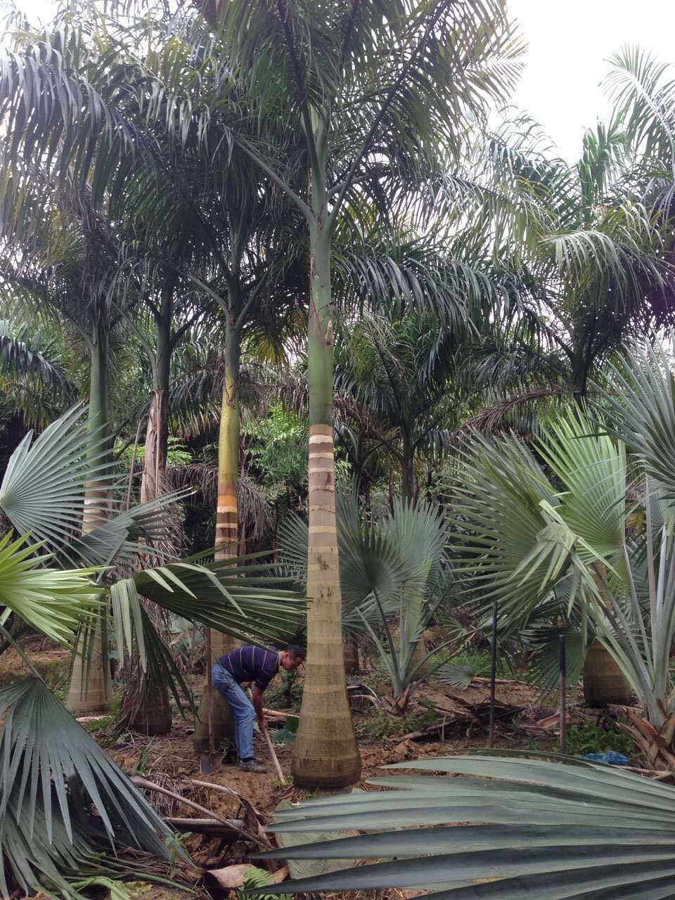 大王椰子场地直销承接绿化工程 大王椰子(杆高4米,冠幅4米