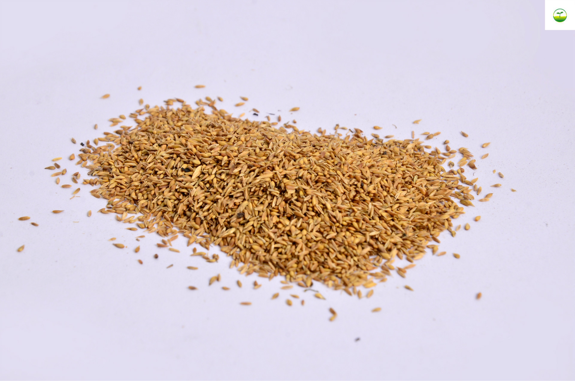 绿化草种结缕草草种景区别墅护坡固土耐寒量大优惠欢迎咨询!