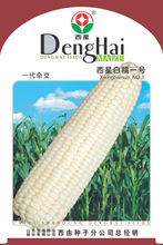 登海系列玉米种