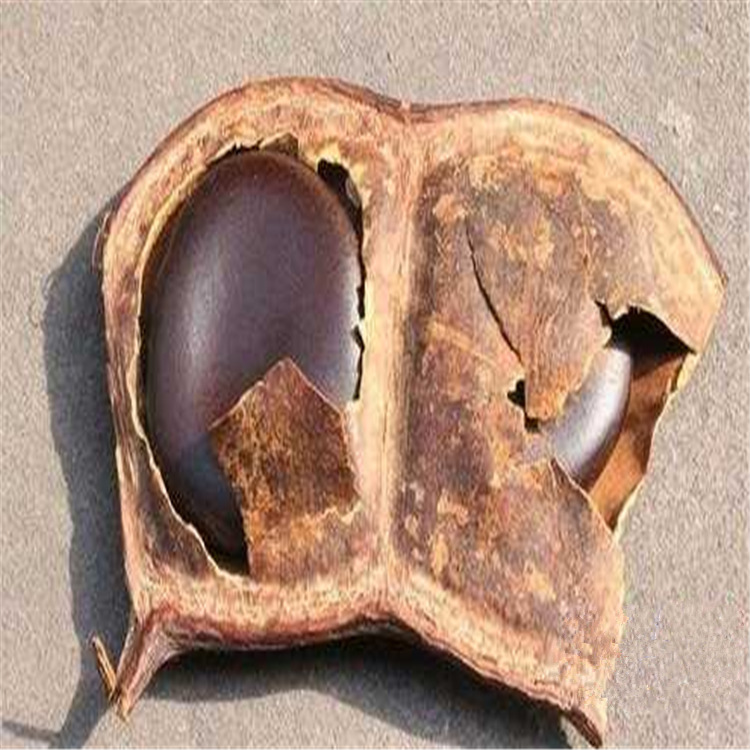 新采平安豆林木种子九龙藤种子平安豆种子罗汉豆种子龙豆量大从优