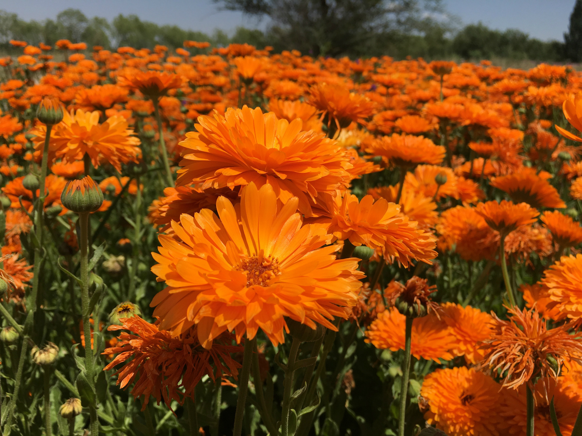直销金盏菊花卉 观赏植物 园艺花卉 品种齐全 量大优惠 欢迎订购