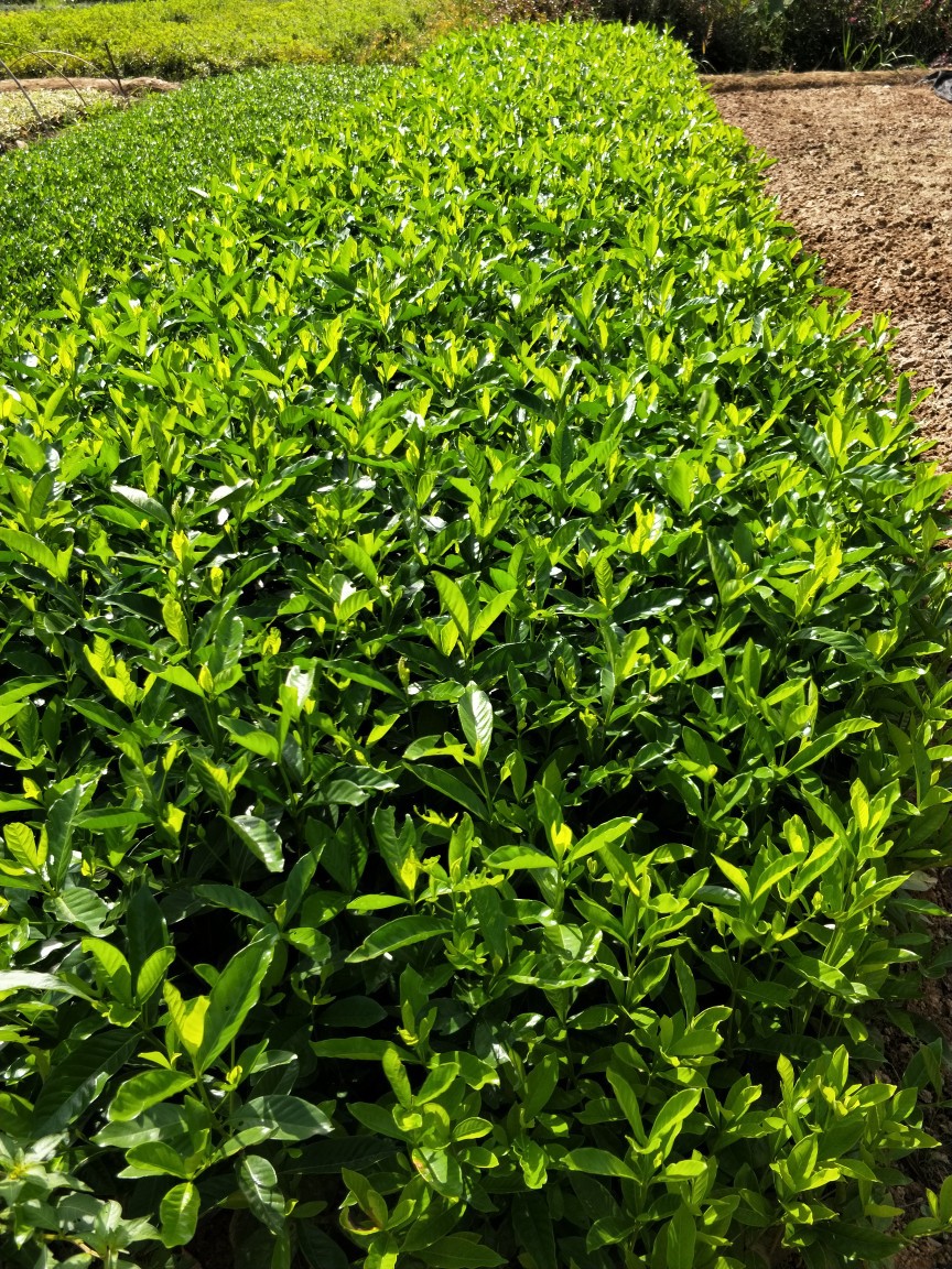 苗木 工程 绿化 园林 批发大 小叶栀子花树苗 常绿灌木