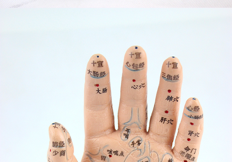 超清晰上海经络通手模型手部穴位反射区模型手部按摩模型15cm单只