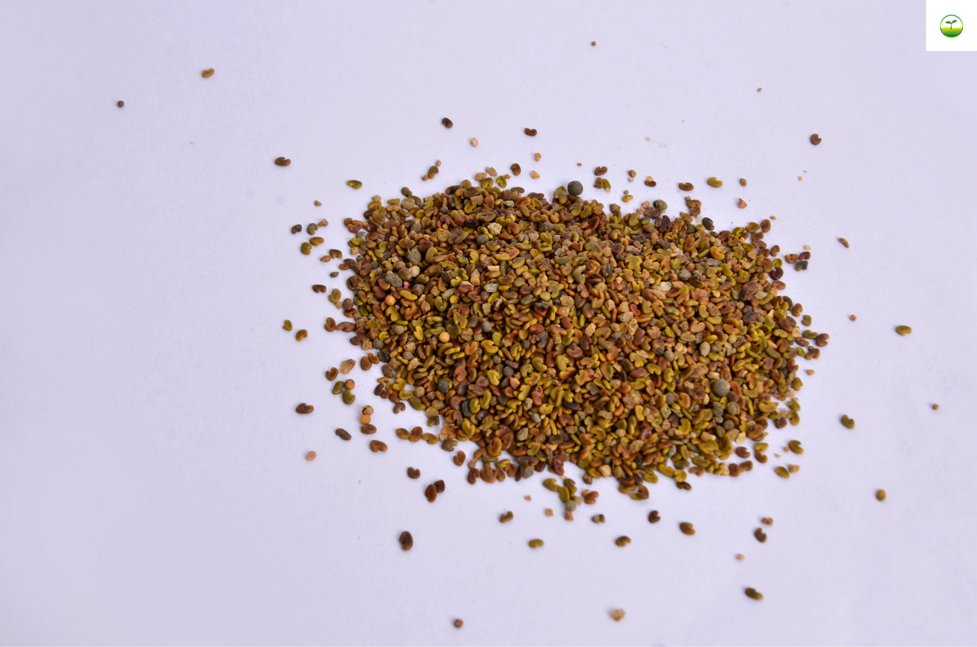 牧草紫云英种籽红花草种籽绿肥紫云英种品种齐全量大优惠