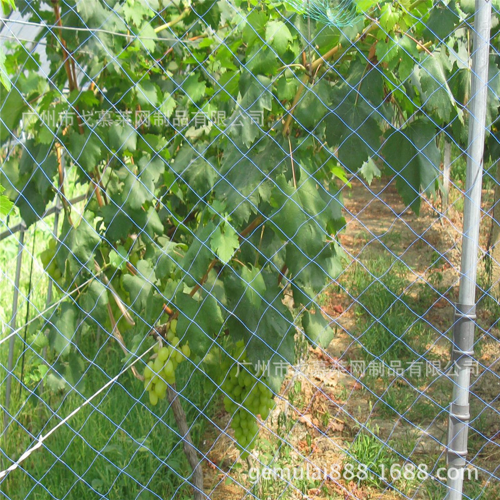 鱼塘防鸟网 葡萄提子园防鸟网 绿色聚乙烯有结渔网 规格尺寸可定
